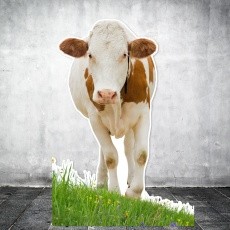 Silhouette de vache en carton